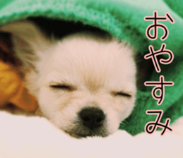 Dear Ritz sticker #13498293