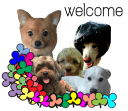 All about dogs lover sticker #13498966