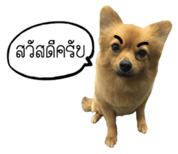 All about dogs lover sticker #13498972