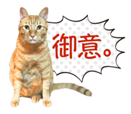 Real cat ! MIKAGE & CHAR sticker sticker #13501303