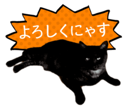 Real cat ! MIKAGE & CHAR sticker sticker #13501304