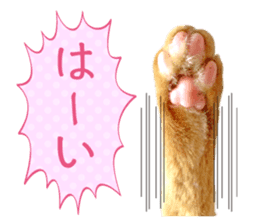 Real cat ! MIKAGE & CHAR sticker sticker #13501305