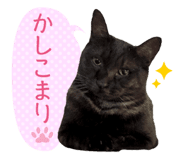 Real cat ! MIKAGE & CHAR sticker sticker #13501307