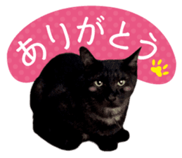 Real cat ! MIKAGE & CHAR sticker sticker #13501310