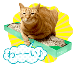 Real cat ! MIKAGE & CHAR sticker sticker #13501315