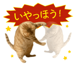 Real cat ! MIKAGE & CHAR sticker sticker #13501316