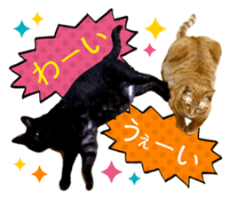 Real cat ! MIKAGE & CHAR sticker sticker #13501317