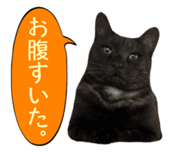 Real cat ! MIKAGE & CHAR sticker sticker #13501318