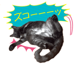 Real cat ! MIKAGE & CHAR sticker sticker #13501319