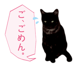 Real cat ! MIKAGE & CHAR sticker sticker #13501322