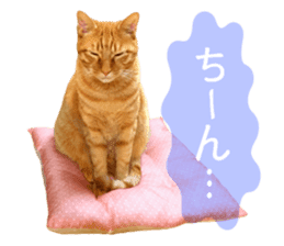 Real cat ! MIKAGE & CHAR sticker sticker #13501324