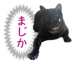 Real cat ! MIKAGE & CHAR sticker sticker #13501325