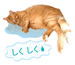 Real cat ! MIKAGE & CHAR sticker sticker #13501326