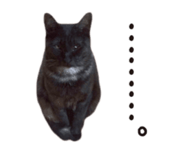 Real cat ! MIKAGE & CHAR sticker sticker #13501327