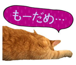 Real cat ! MIKAGE & CHAR sticker sticker #13501330