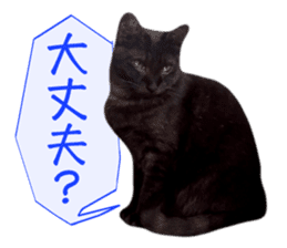 Real cat ! MIKAGE & CHAR sticker sticker #13501331