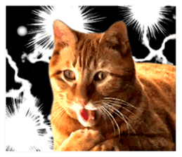 Real cat ! MIKAGE & CHAR sticker sticker #13501332