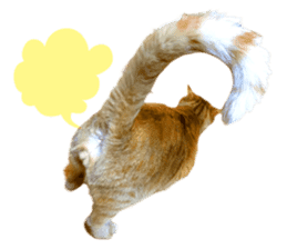 Real cat ! MIKAGE & CHAR sticker sticker #13501333