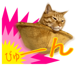 Real cat ! MIKAGE & CHAR sticker sticker #13501335