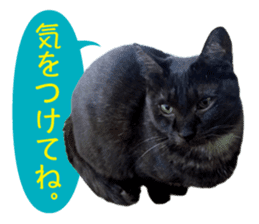 Real cat ! MIKAGE & CHAR sticker sticker #13501336