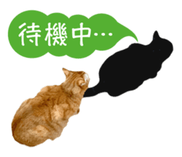 Real cat ! MIKAGE & CHAR sticker sticker #13501337