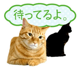 Real cat ! MIKAGE & CHAR sticker sticker #13501338