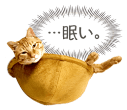 Real cat ! MIKAGE & CHAR sticker sticker #13501339
