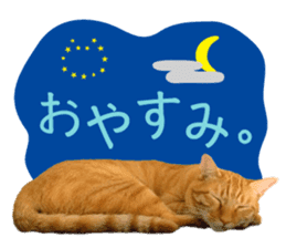 Real cat ! MIKAGE & CHAR sticker sticker #13501340