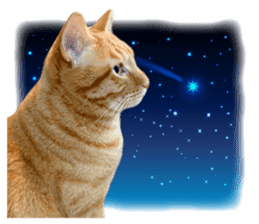 Real cat ! MIKAGE & CHAR sticker sticker #13501341