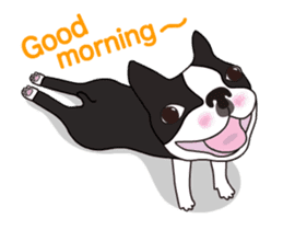Animated Boston Terrier sticker #13501345