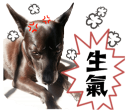 Ah black & puff rabbit sticker #13505280