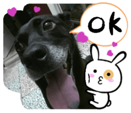 Ah black & puff rabbit sticker #13505286