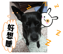 Ah black & puff rabbit sticker #13505287