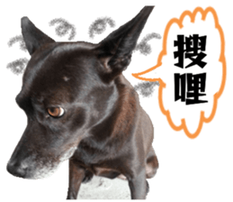 Ah black & puff rabbit sticker #13505289