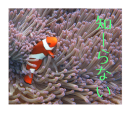 Mellow photograph sticker sticker #13506156