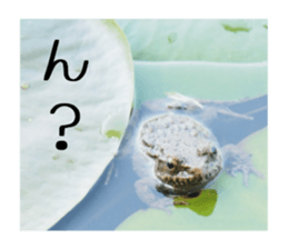 Mellow photograph sticker sticker #13506157