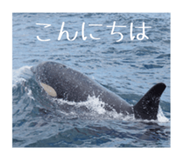 Mellow photograph sticker sticker #13506160