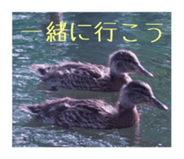 Mellow photograph sticker sticker #13506164