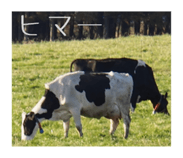 Mellow photograph sticker sticker #13506168