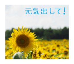 Mellow photograph sticker sticker #13506176