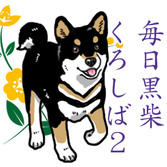 Daily Black Shiba Inu 2