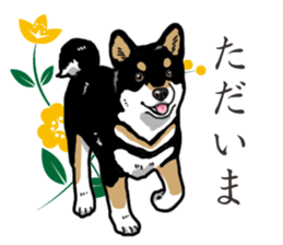 Daily Black Shiba Inu 2 sticker #13508767