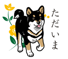 Daily Black Shiba Inu 2 sticker #13508767