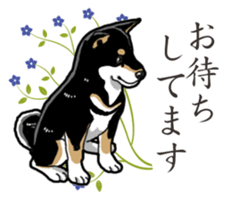 Daily Black Shiba Inu 2 sticker #13508768
