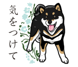 Daily Black Shiba Inu 2 sticker #13508773