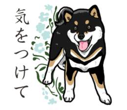 Daily Black Shiba Inu 2 sticker #13508773