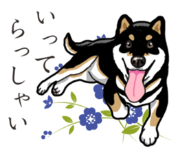 Daily Black Shiba Inu 2 sticker #13508774