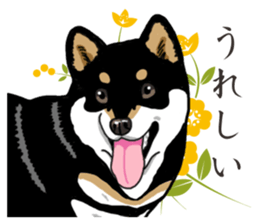 Daily Black Shiba Inu 2 sticker #13508776
