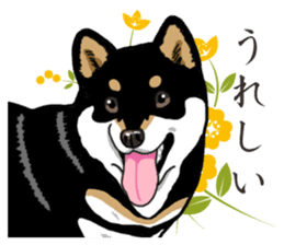 Daily Black Shiba Inu 2 sticker #13508776