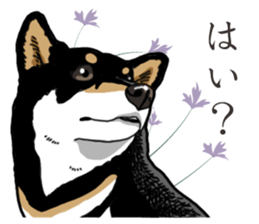 Daily Black Shiba Inu 2 sticker #13508778